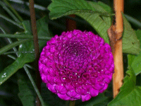 Purple flower