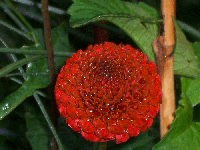 Magenta flower transformed into bright orange