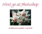 orchid at Kew Gardens